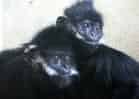 動物図鑑・フランソワルトンの写真 2